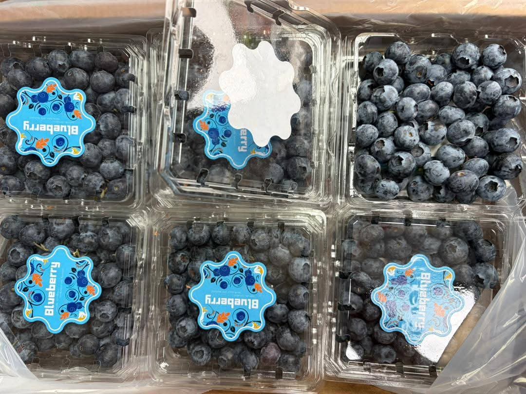 (FRUITS) PREMIUM BLUEBERRIES