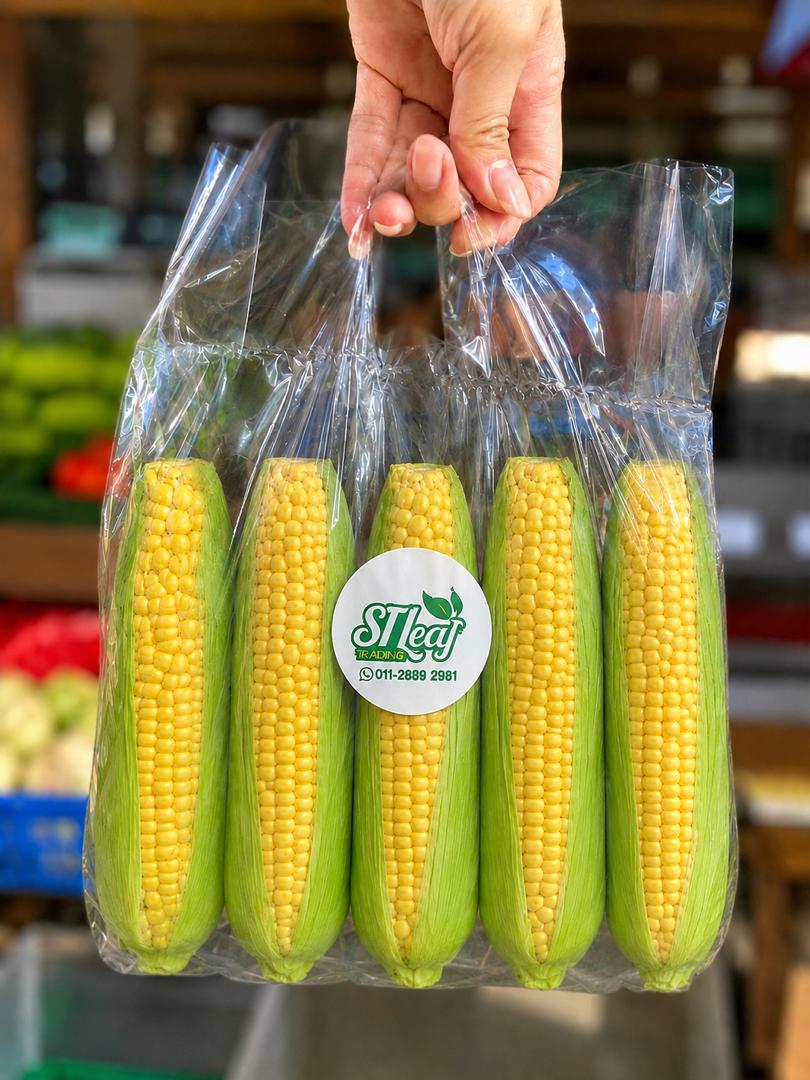 (VEGE) PREMIUM SWEET CORN 5PCS
