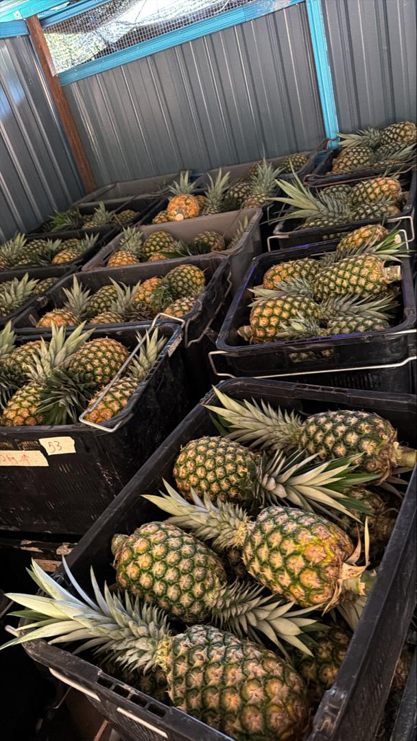 (FRUITS) PREMIUM MD2 PINEAPPLE 2KG JB