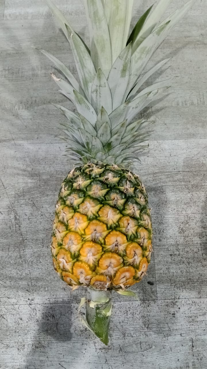 (FRUITS) PREMIUM MD2 PINEAPPLE 2KG MLK