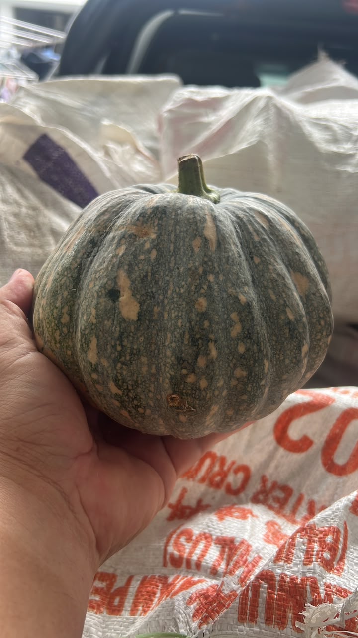 (FRUITS) PREMIUM LOCAL PUMPKIN 1KG