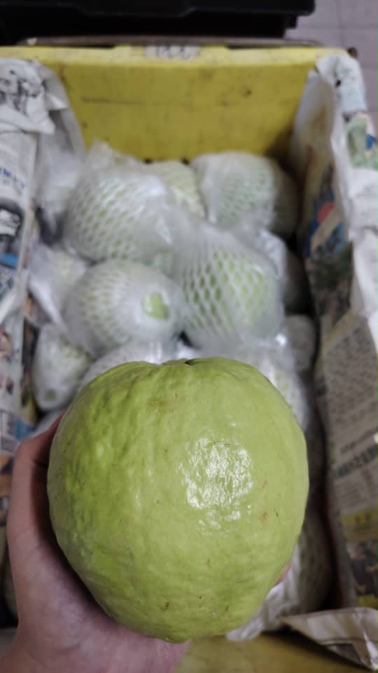 (FRUITS) LOHAN GUAVA/ JAMBU LOHAN GRED A